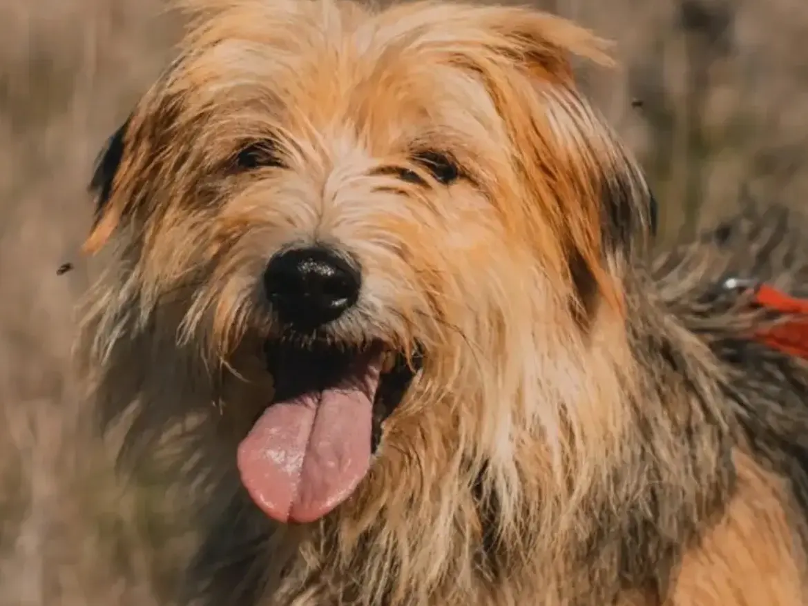 Adozione cane, maschio, Yorkshire Terrier Razza sconosciuta, 8 anni e 8 mesi, taglia media contenuta, Caserta