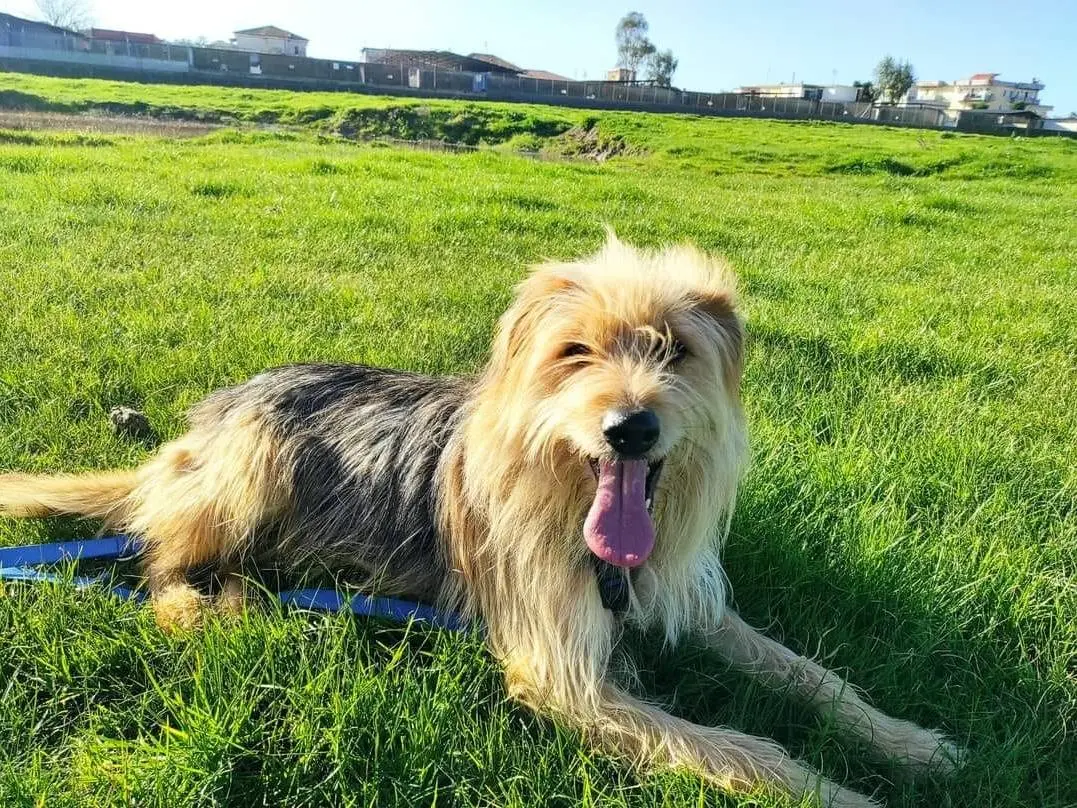 Adotta un cane, maschio, 8 anni e 8 mesi, Caserta