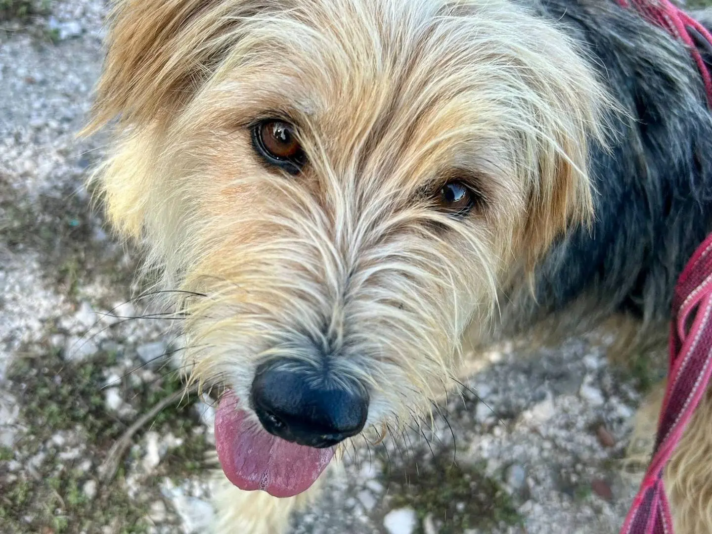 Adotta un cane, taglia media contenuta, maschio, Caserta
