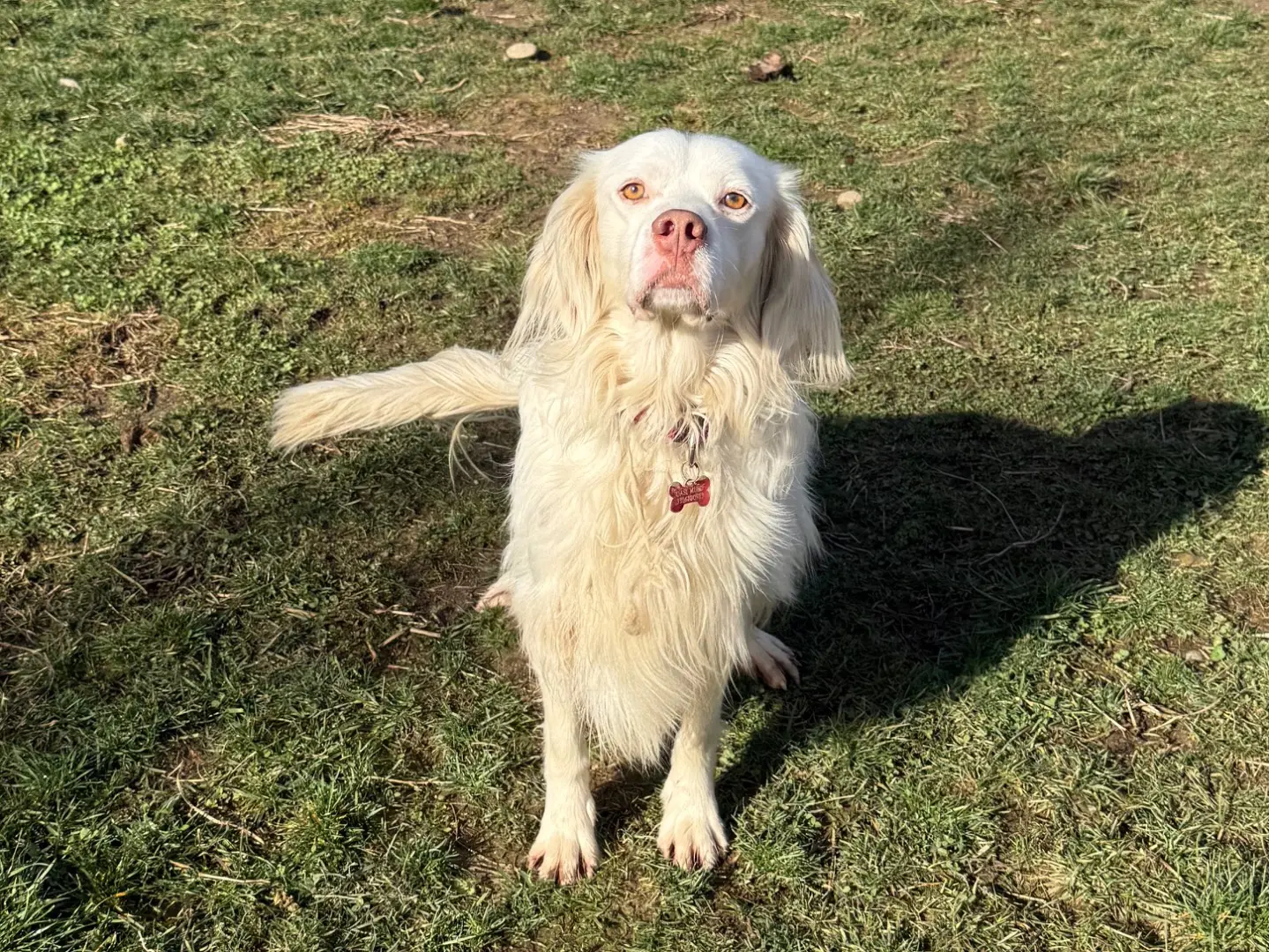 Adotta un cane, maschio, 4 anni e 2 mesi, Milano