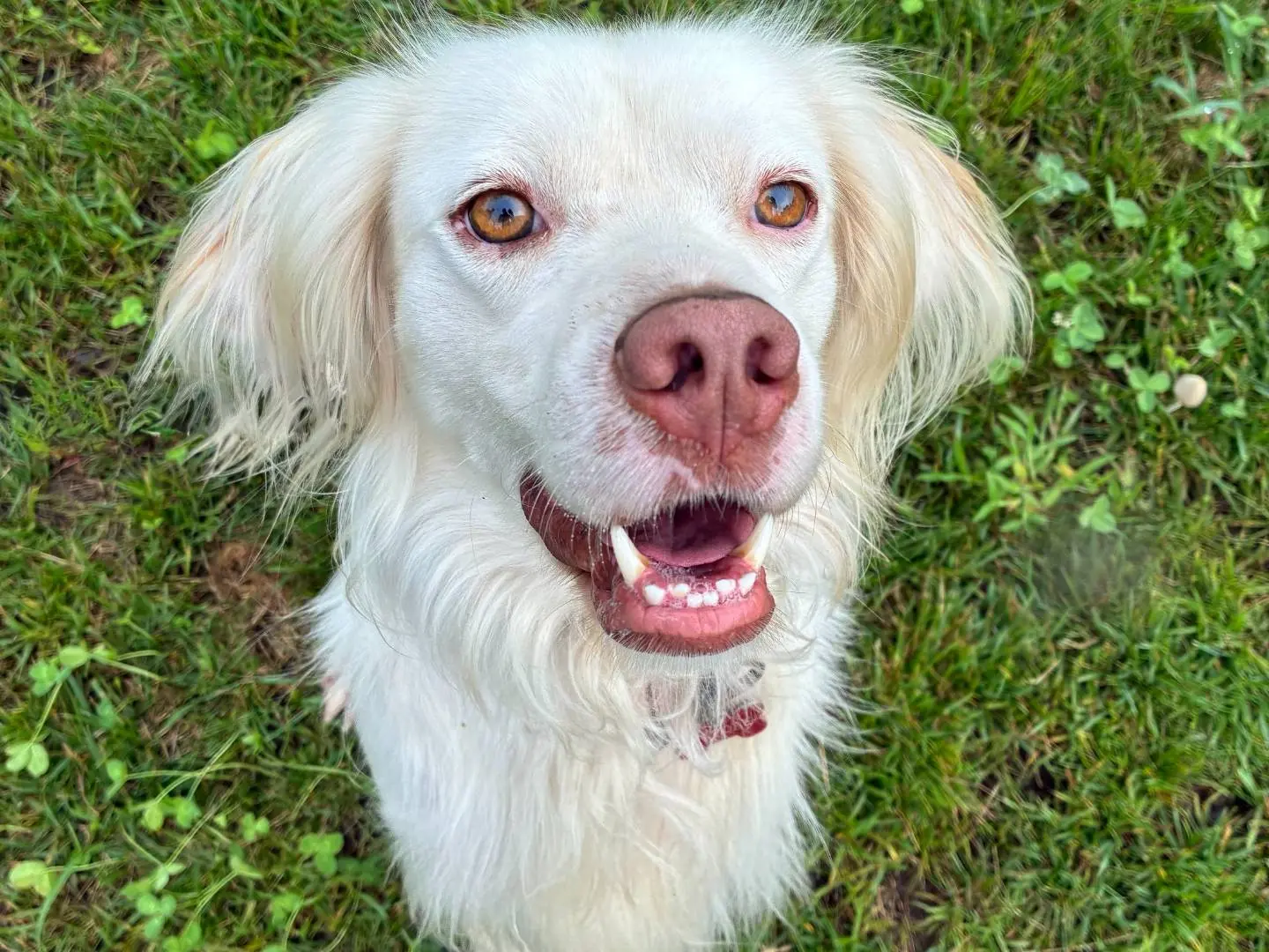 Adozione cane, maschio, Setter Inglese Razza sconosciuta, 4 anni e 2 mesi, taglia media, Milano