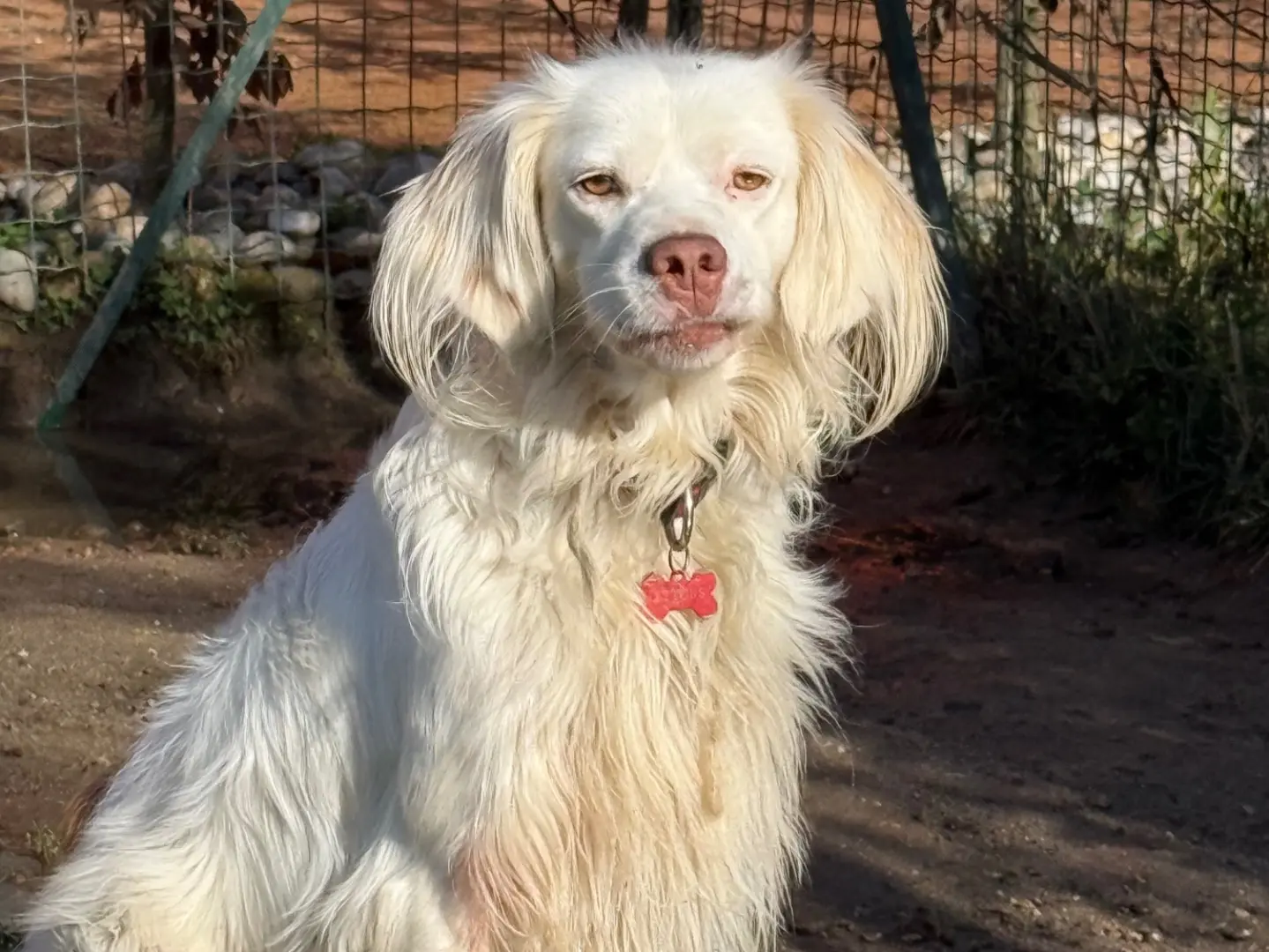 Vuoi adottare un cane a Milano?