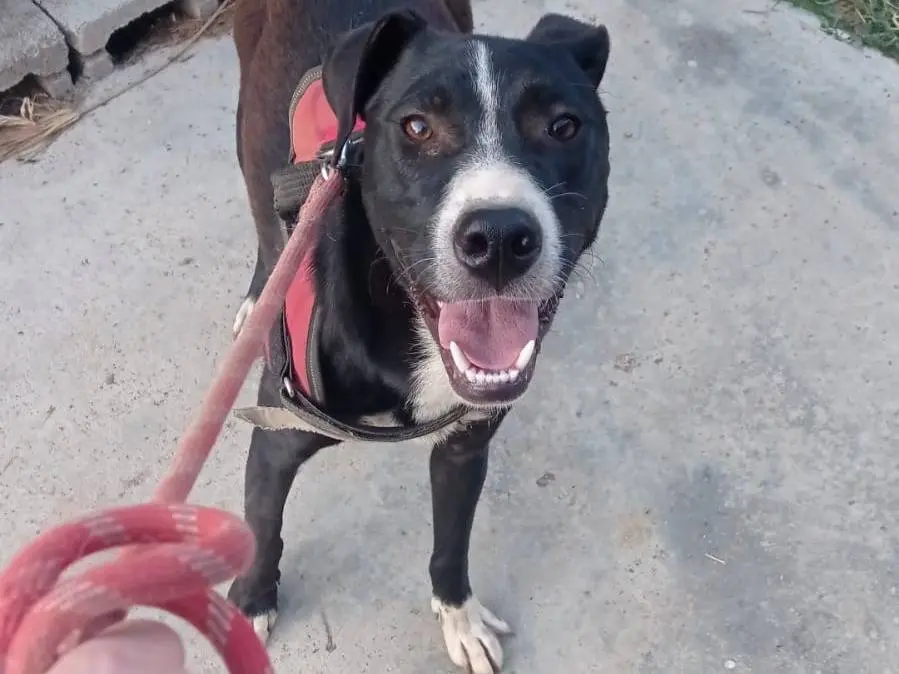 Vuoi adottare un cane a Catanzaro?