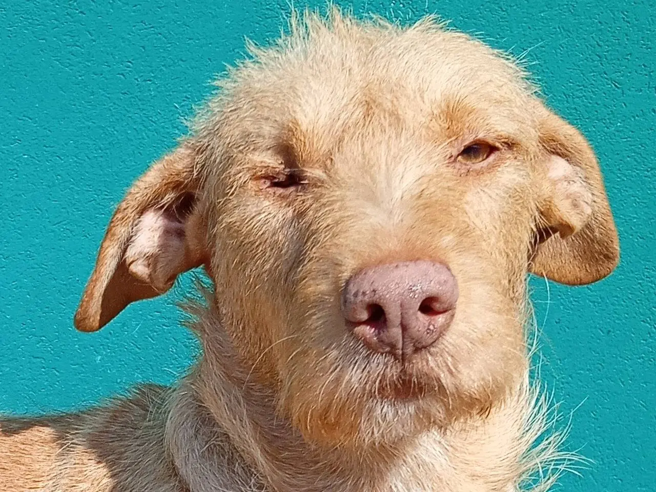Adotta un cane, femmina, 2 anni e 3 mesi, Reggio