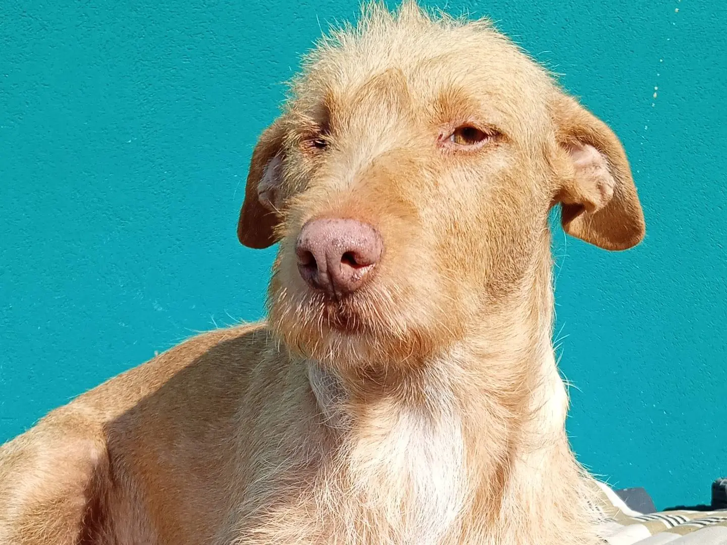 Adotta il cane MELODY a Reggio
