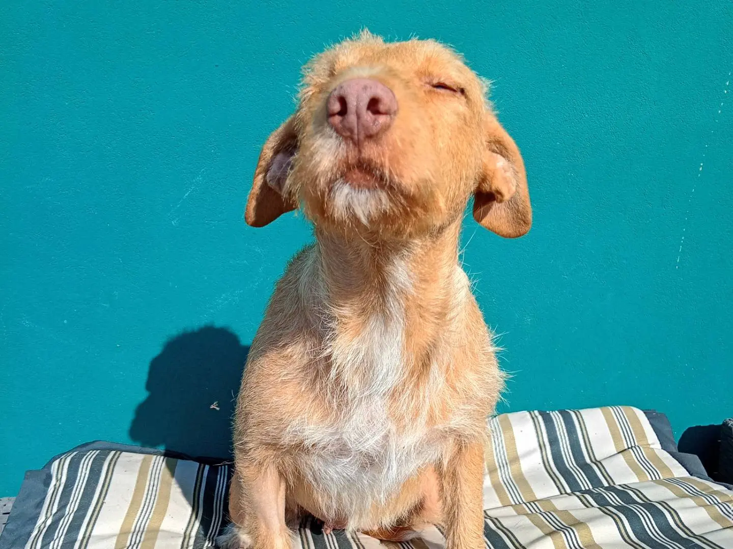 Adotta un cane, taglia media, femmina, Reggio