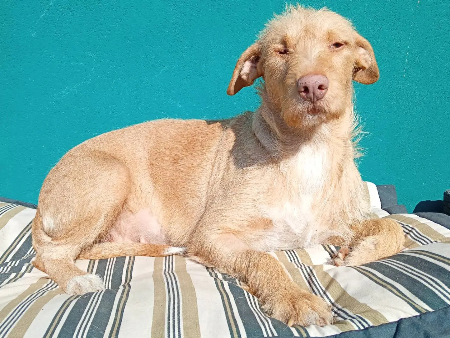 Adozione cane, femmina, Spinone Razza sconosciuta, 2 anni e 3 mesi, taglia media, Reggio