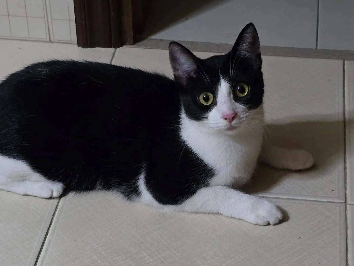 Adotta un gatto, femmina, 1 anno, Milano