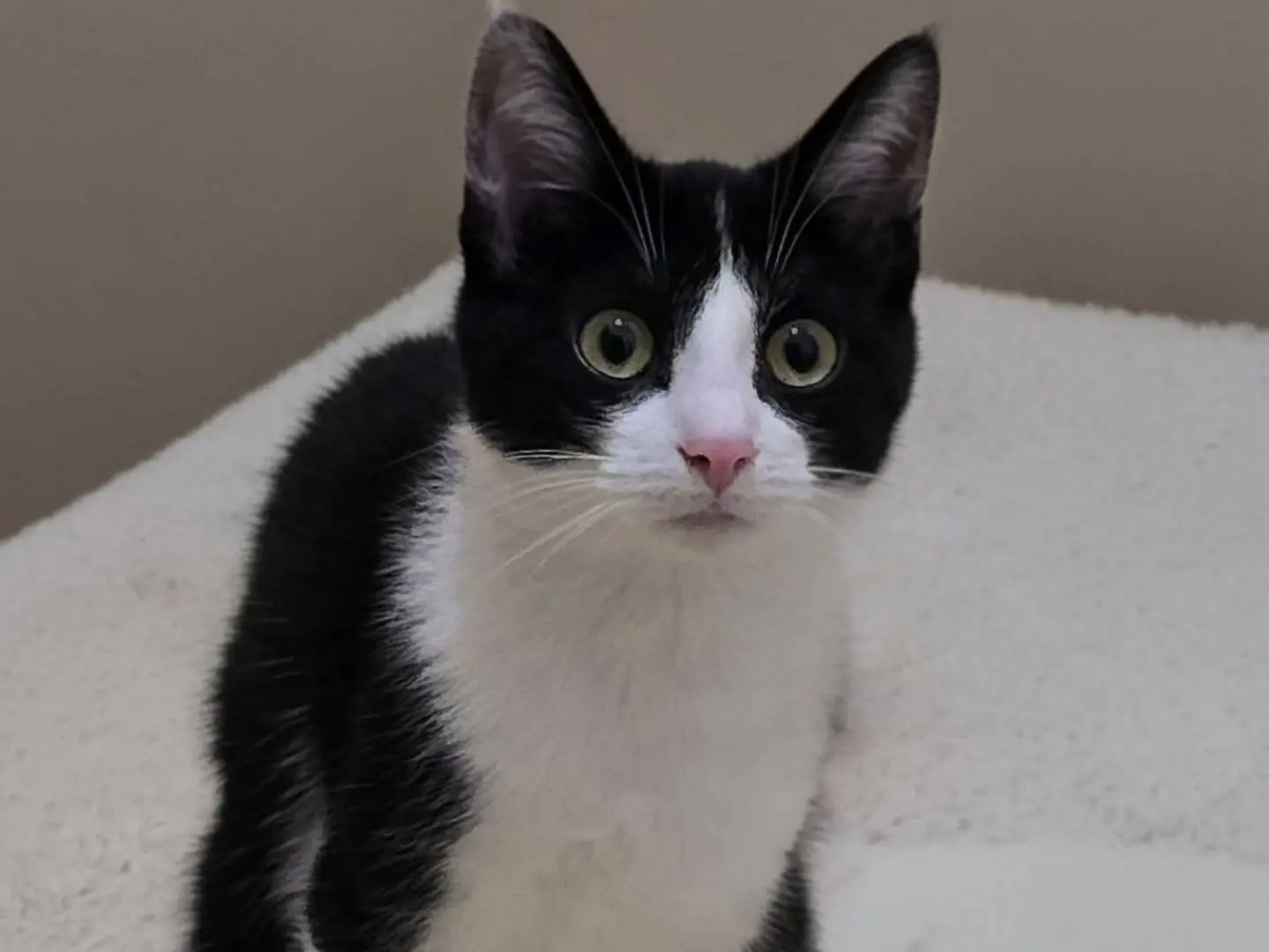 Adozione gatto, femmina, Razza sconosciuta Razza sconosciuta, 1 anno, taglia non valida, Milano