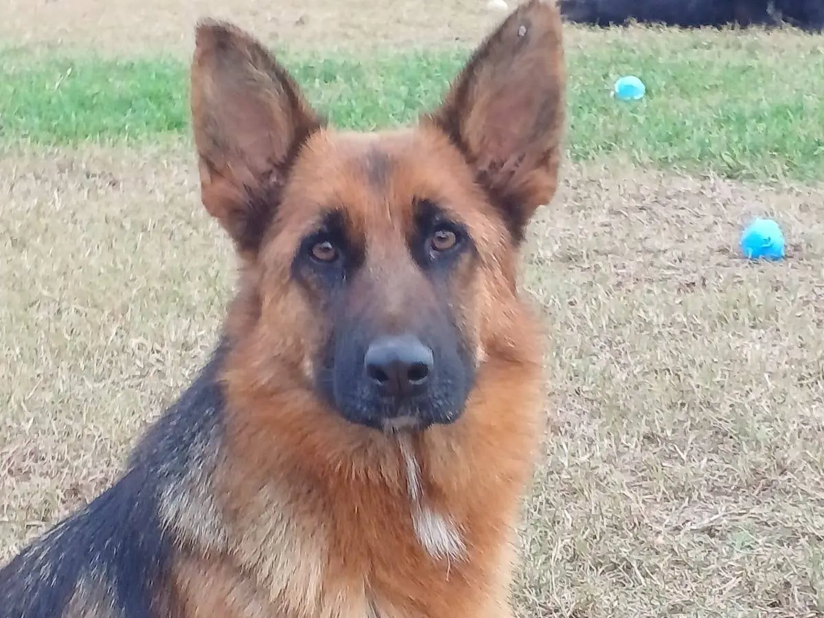 Adotta un cane, femmina, 4 anni e 3 mesi, Mantova