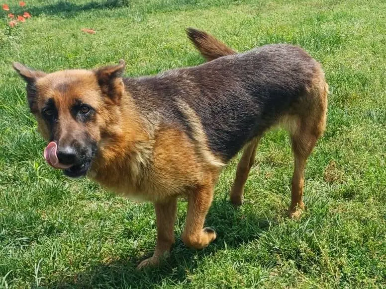 Vuoi adottare un cane a Mantova?