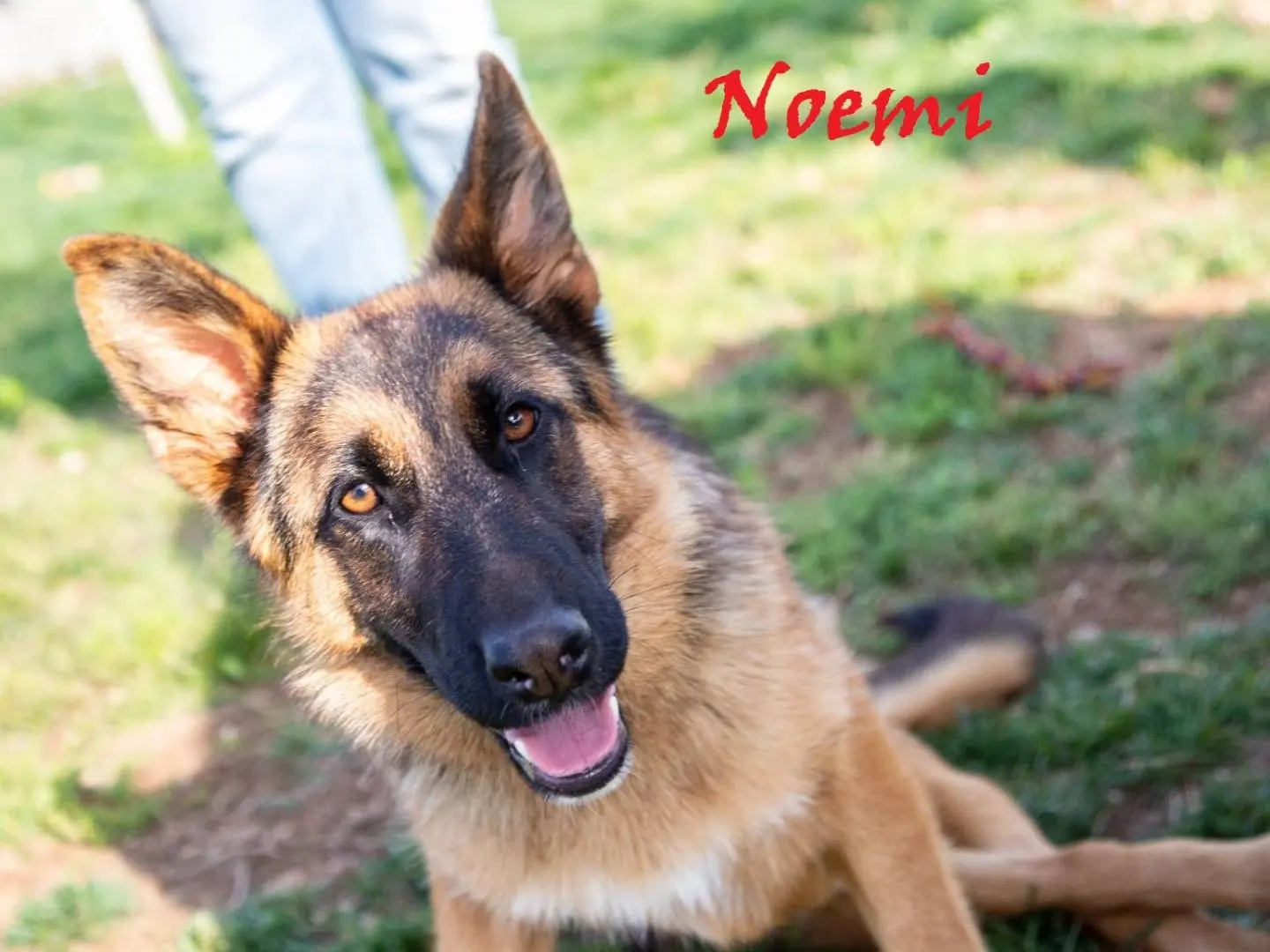 Adozione cane, femmina, Razza sconosciuta Razza sconosciuta, 4 anni e 3 mesi, taglia media, Mantova