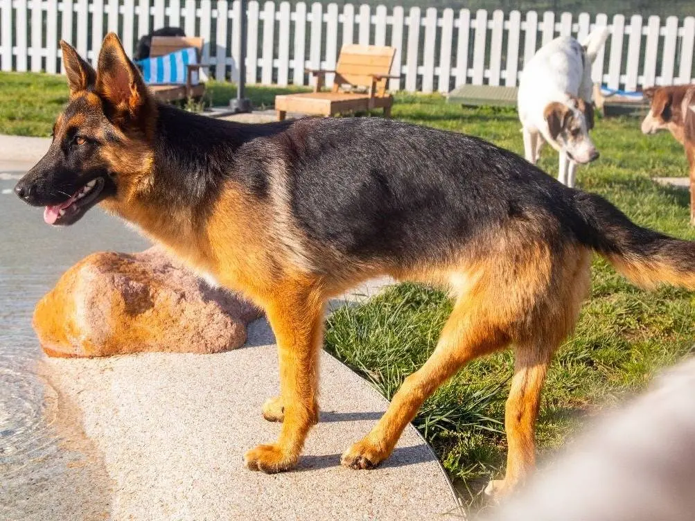 Adotta un cane, taglia media, femmina, Mantova