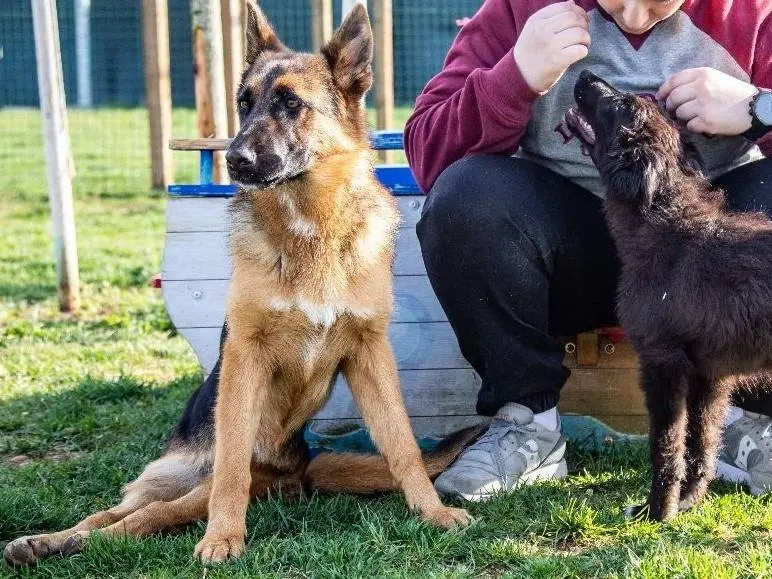 Adotta il cane Noemi a Mantova