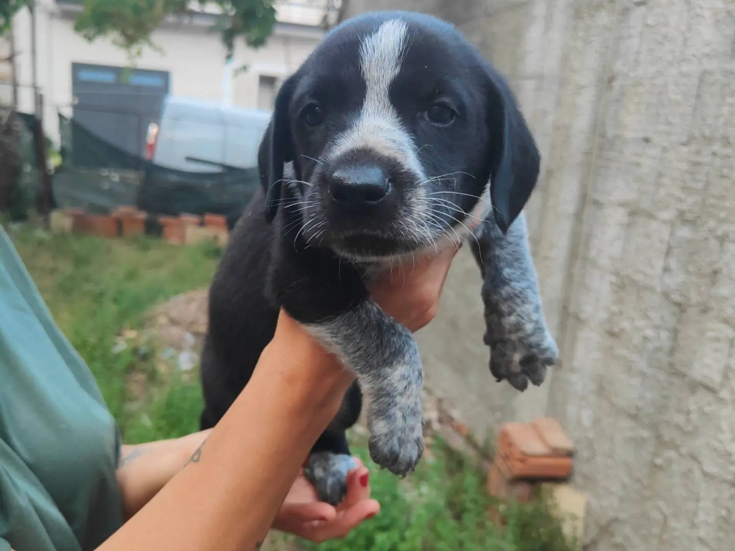 Adotta un cane, maschio, 4 mesi, Vibo