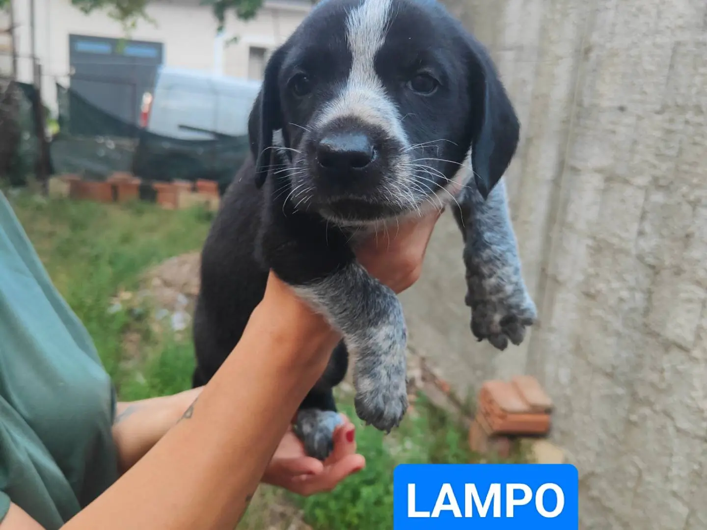 Adotta un cane, taglia media, maschio, Vibo