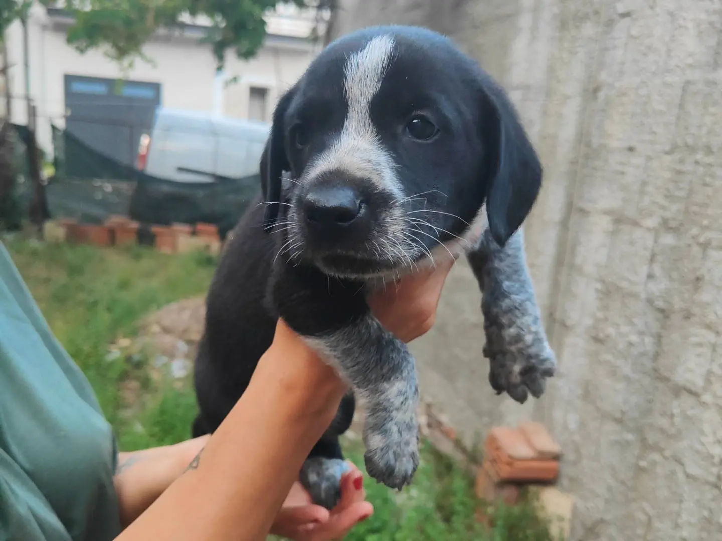 Adozione cane, maschio, Razza sconosciuta Razza sconosciuta, 4 mesi, taglia media, Vibo
