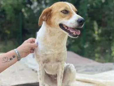 Adotta un cane, taglia media contenuta, femmina, Frosinone