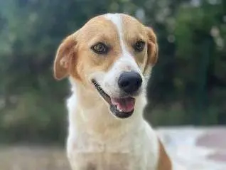 Adozione cane, femmina, Razza sconosciuta Razza sconosciuta, 4 anni e 9 mesi, taglia media contenuta, Frosinone