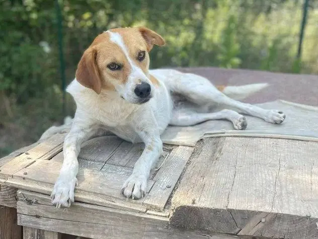 Vuoi adottare un cane a Frosinone?