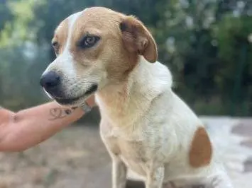 Adotta un cane, femmina, 4 anni e 9 mesi, Frosinone