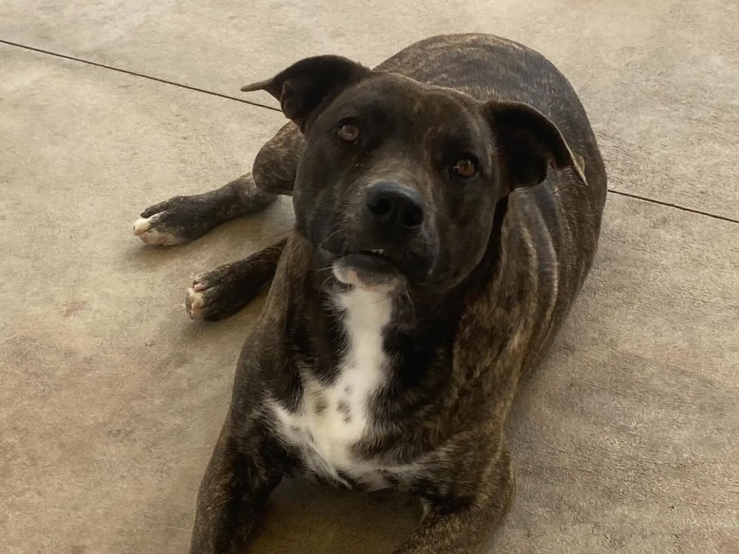 Adotta un cane, taglia media, femmina, Latina