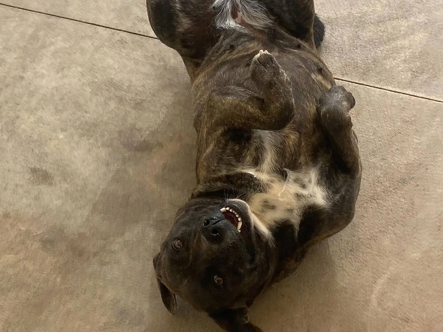 Adotta il cane Wendy a Latina