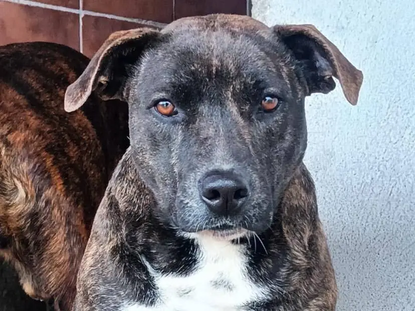 Adozione cane, femmina, Razza sconosciuta Razza sconosciuta, 3 anni e 7 mesi, taglia media, Latina
