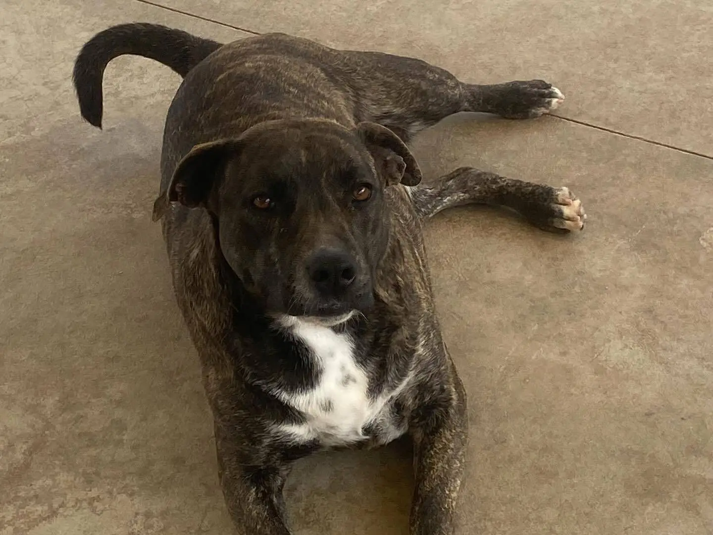 Adotta un cane, femmina, 3 anni e 7 mesi, Latina