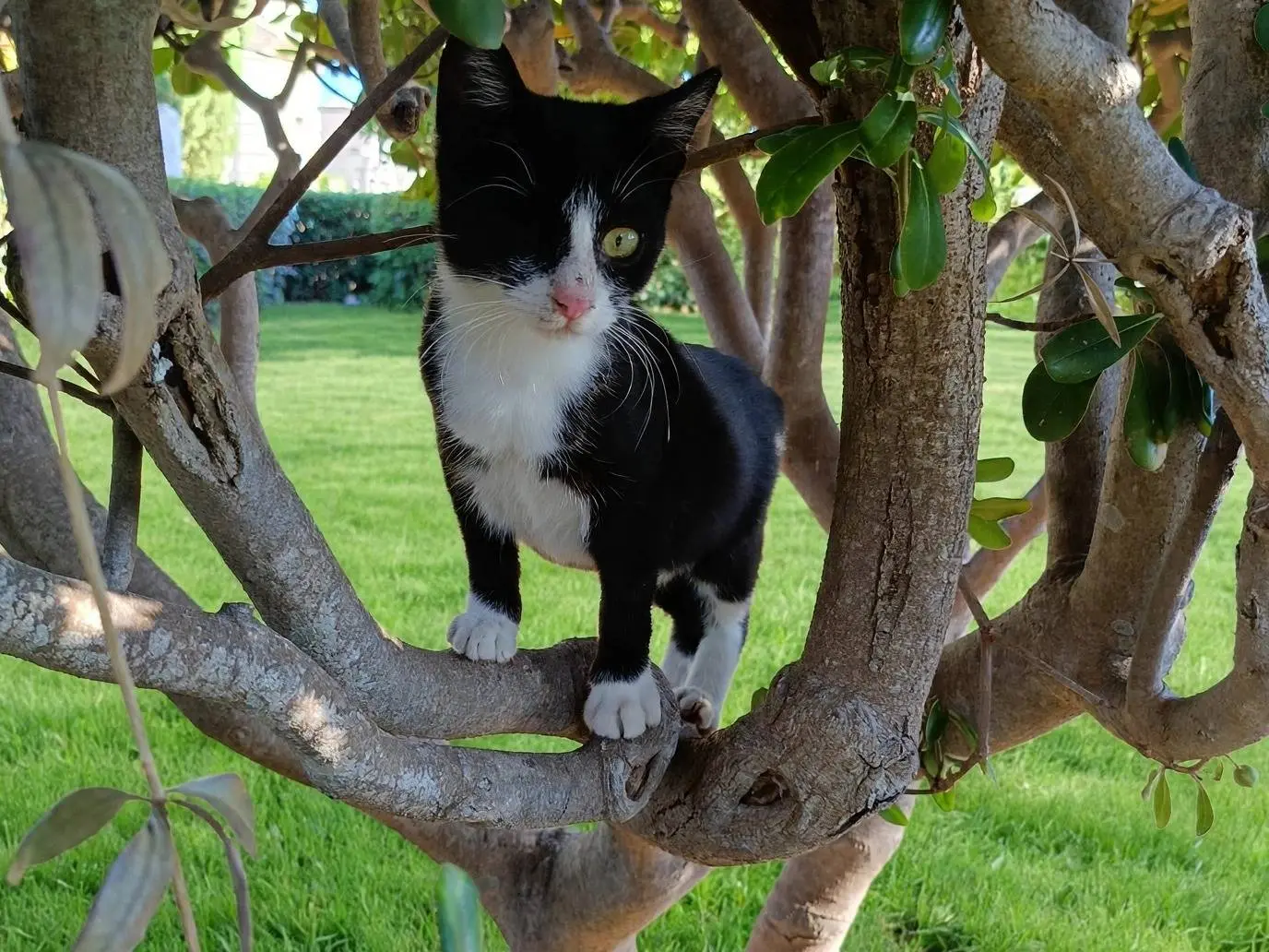 Adozione gatto, femmina, Razza sconosciuta Razza sconosciuta, 5 mesi, taglia non valida, Siracusa