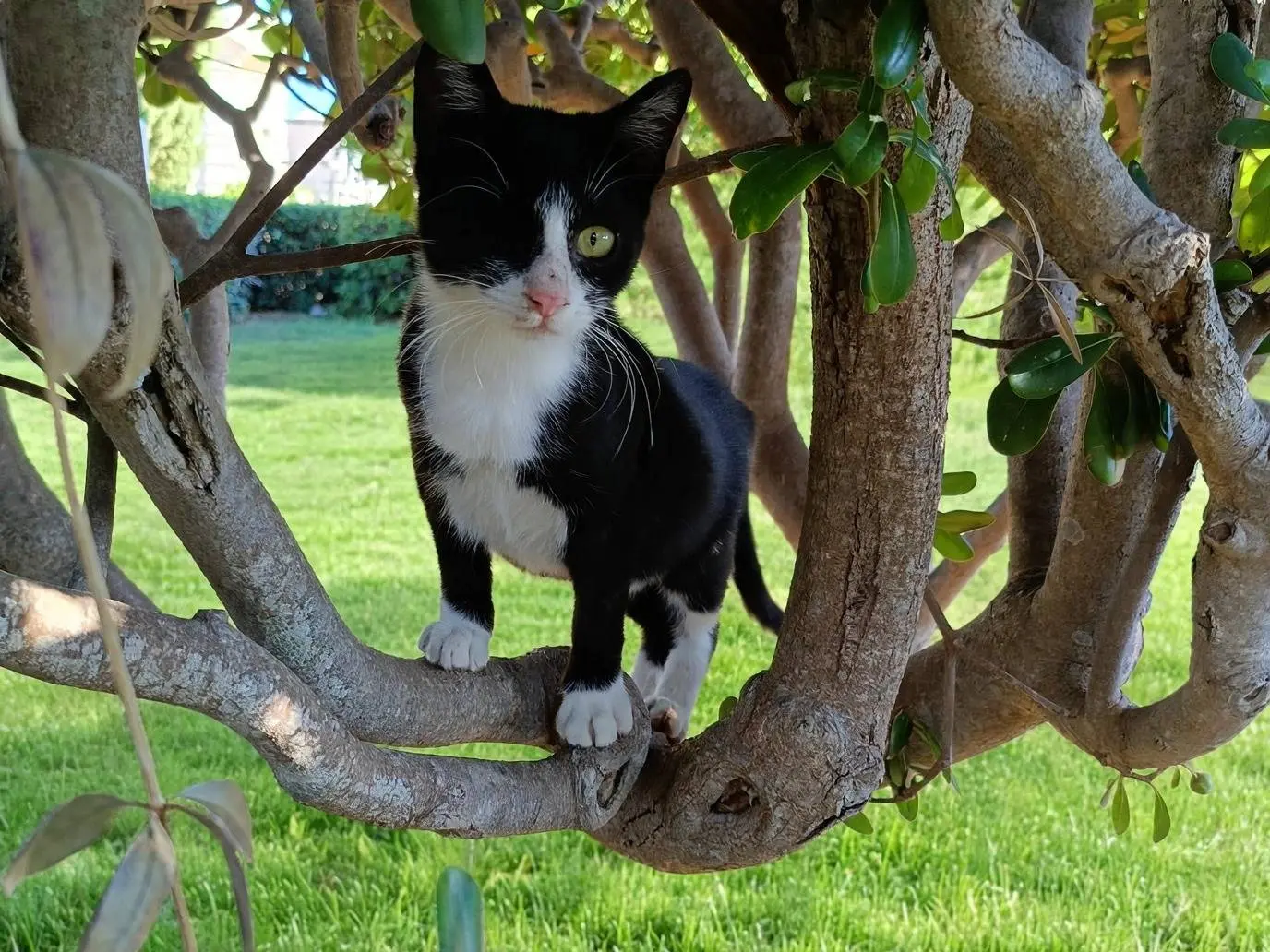 Adotta un gatto, taglia non valida, femmina, Siracusa