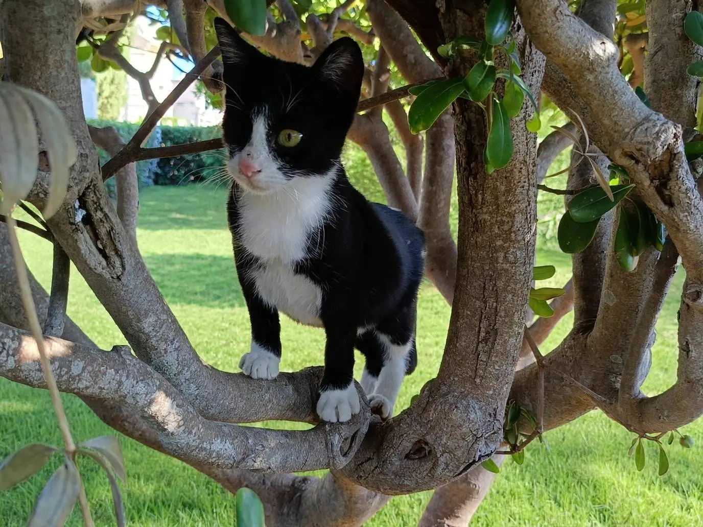 Adotta un gatto, femmina, 5 mesi, Siracusa