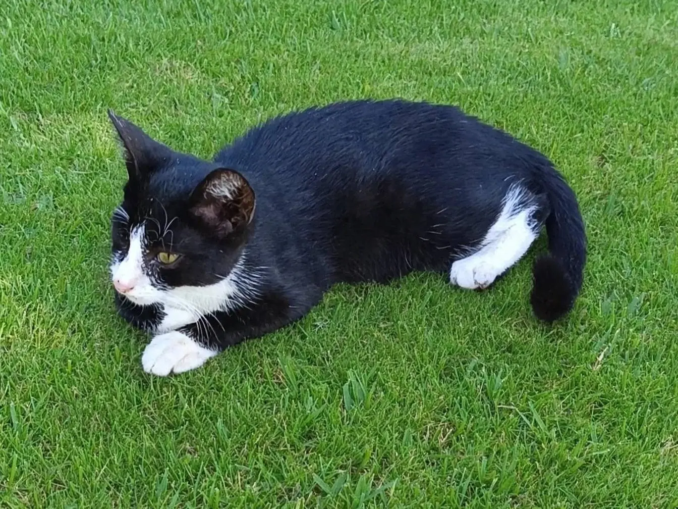Vuoi adottare un gatto a Siracusa?