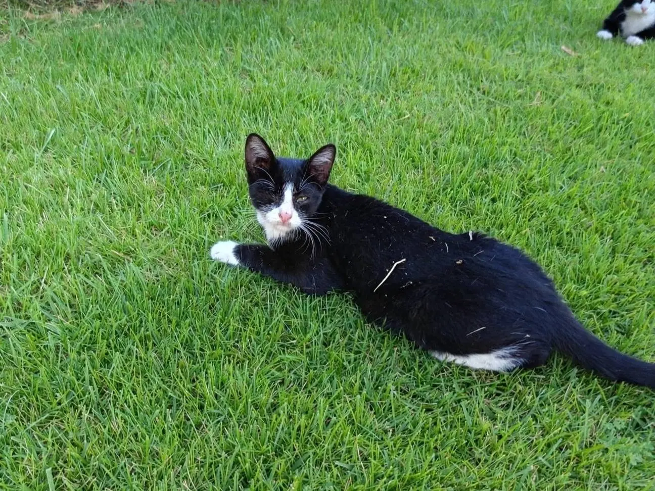 Adotta il gatto TUXI a Siracusa