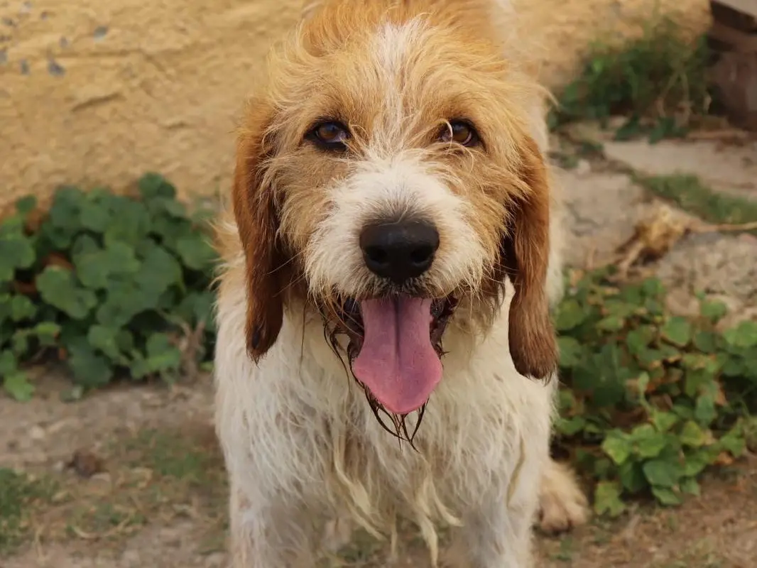 Adozione cane, maschio, Razza sconosciuta Razza sconosciuta, 4 anni e 9 mesi, taglia media, Sud