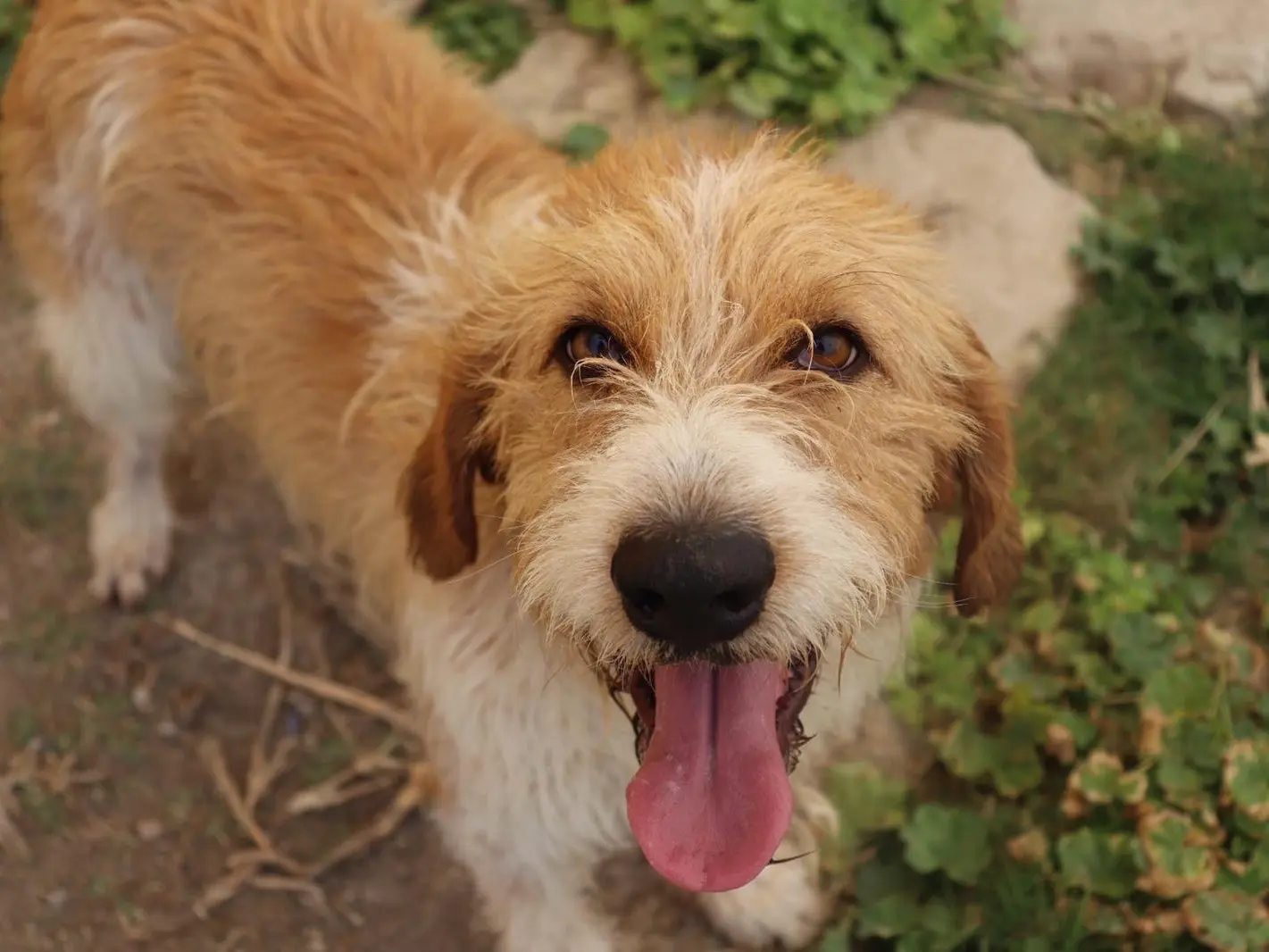 Adotta un cane, maschio, 4 anni e 9 mesi, Sud