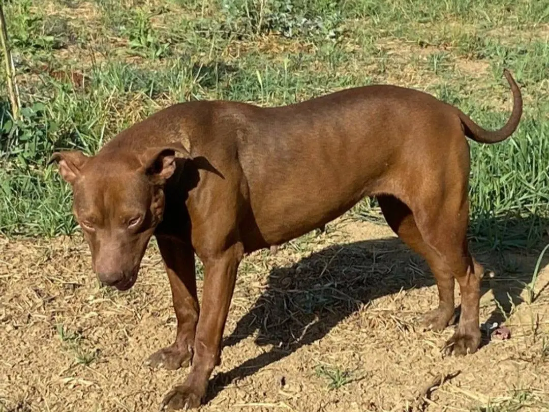 Adotta un cane, femmina, 2 anni e 7 mesi, Cosenza