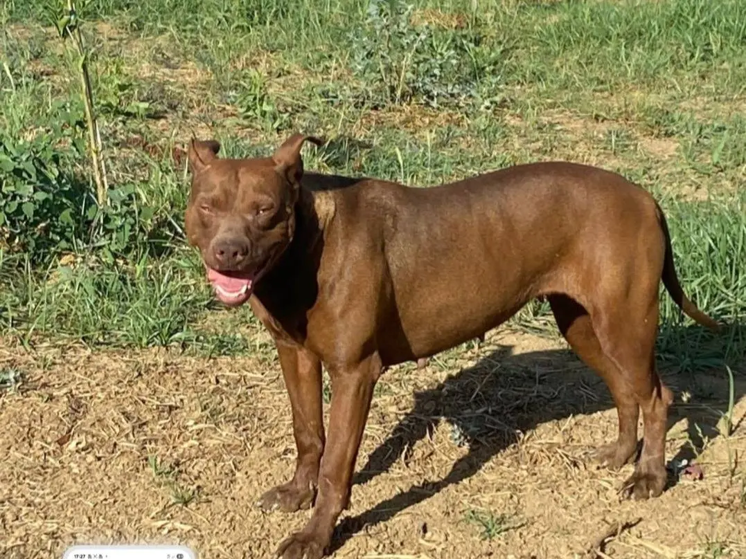 Adozione cane, femmina, Pitbull Razza sconosciuta, 2 anni e 7 mesi, taglia media, Cosenza
