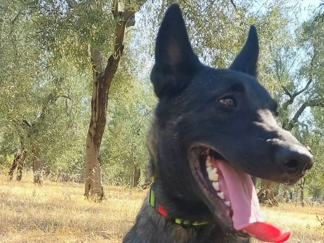 Vuoi adottare un cane a Milano?