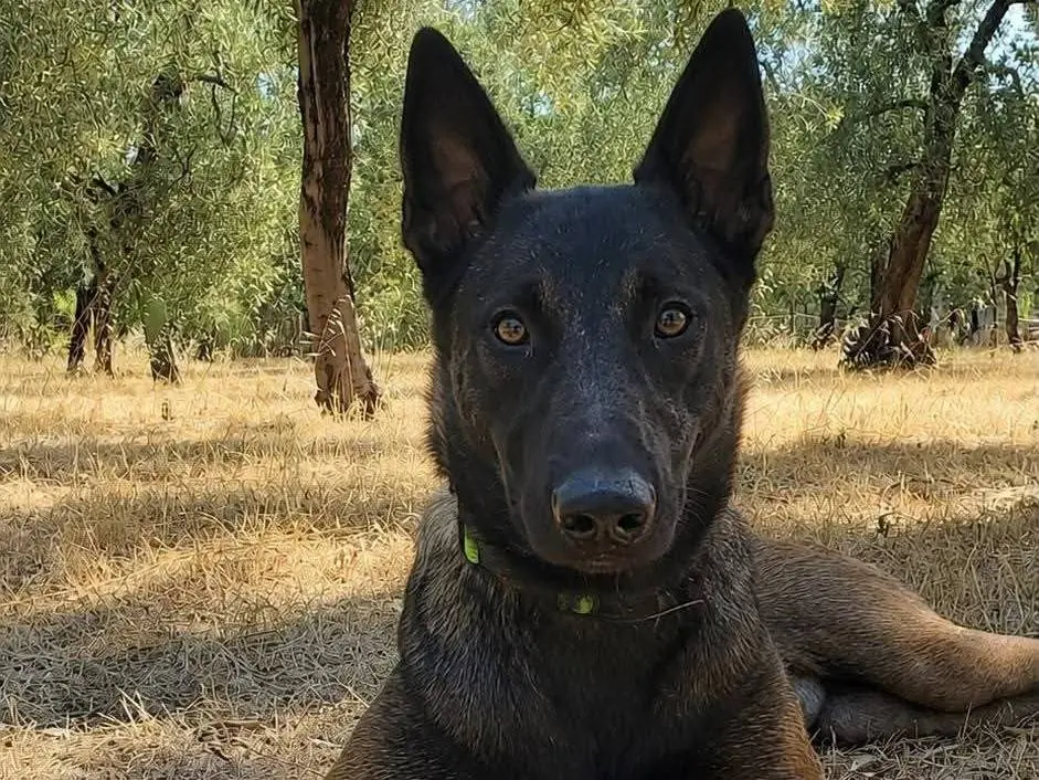 Adotta un cane, maschio, 2 anni e 4 mesi, Milano