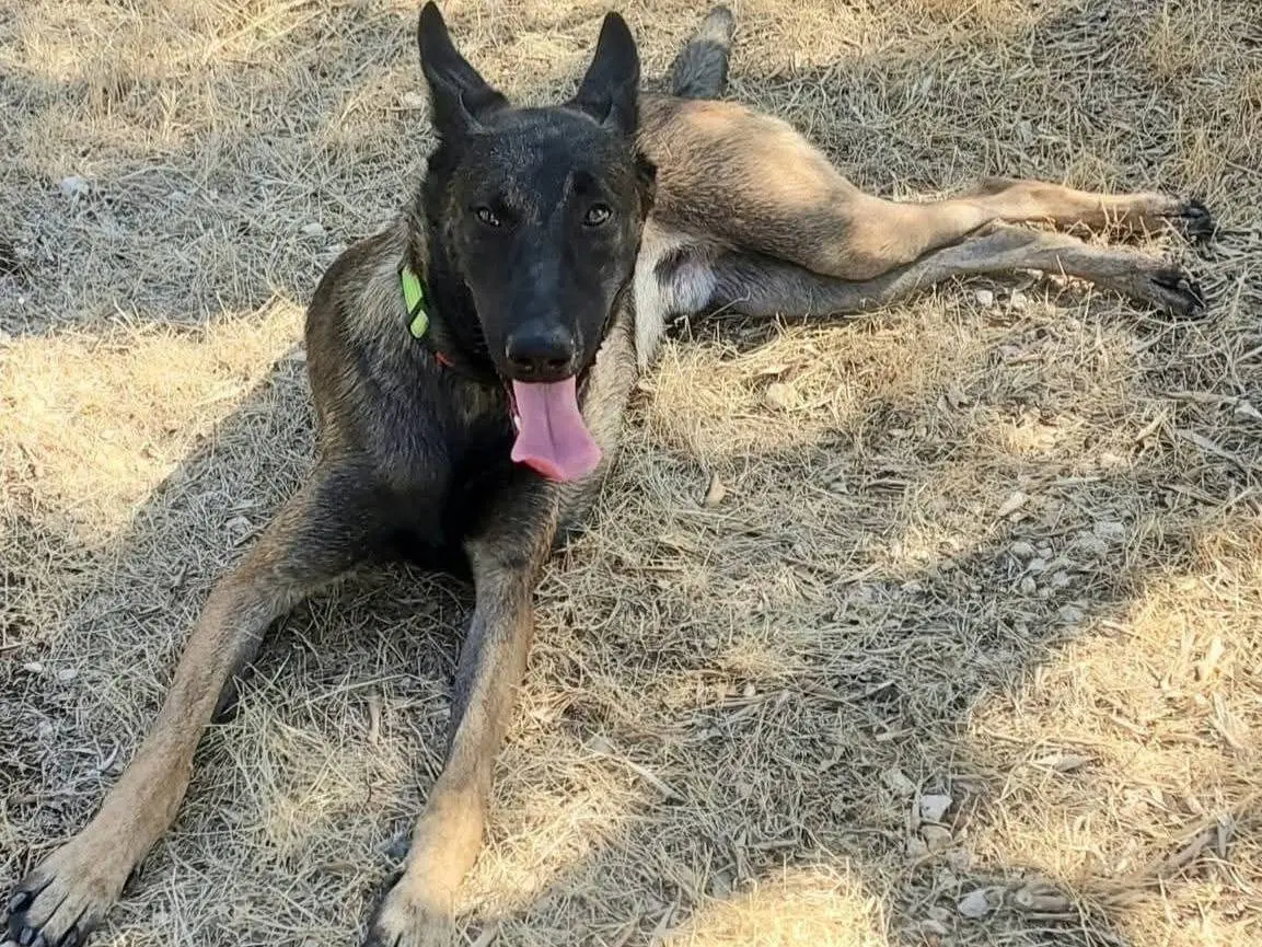 Adotta un cane, taglia media, maschio, Milano