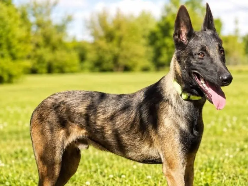 Adozione cane, maschio, Pastore Belga Malinois Razza sconosciuta, 2 anni e 4 mesi, taglia media, Milano