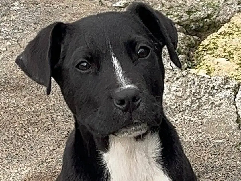 Adozione cane, femmina, Razza sconosciuta Razza sconosciuta, 11 mesi, taglia media, Siracusa