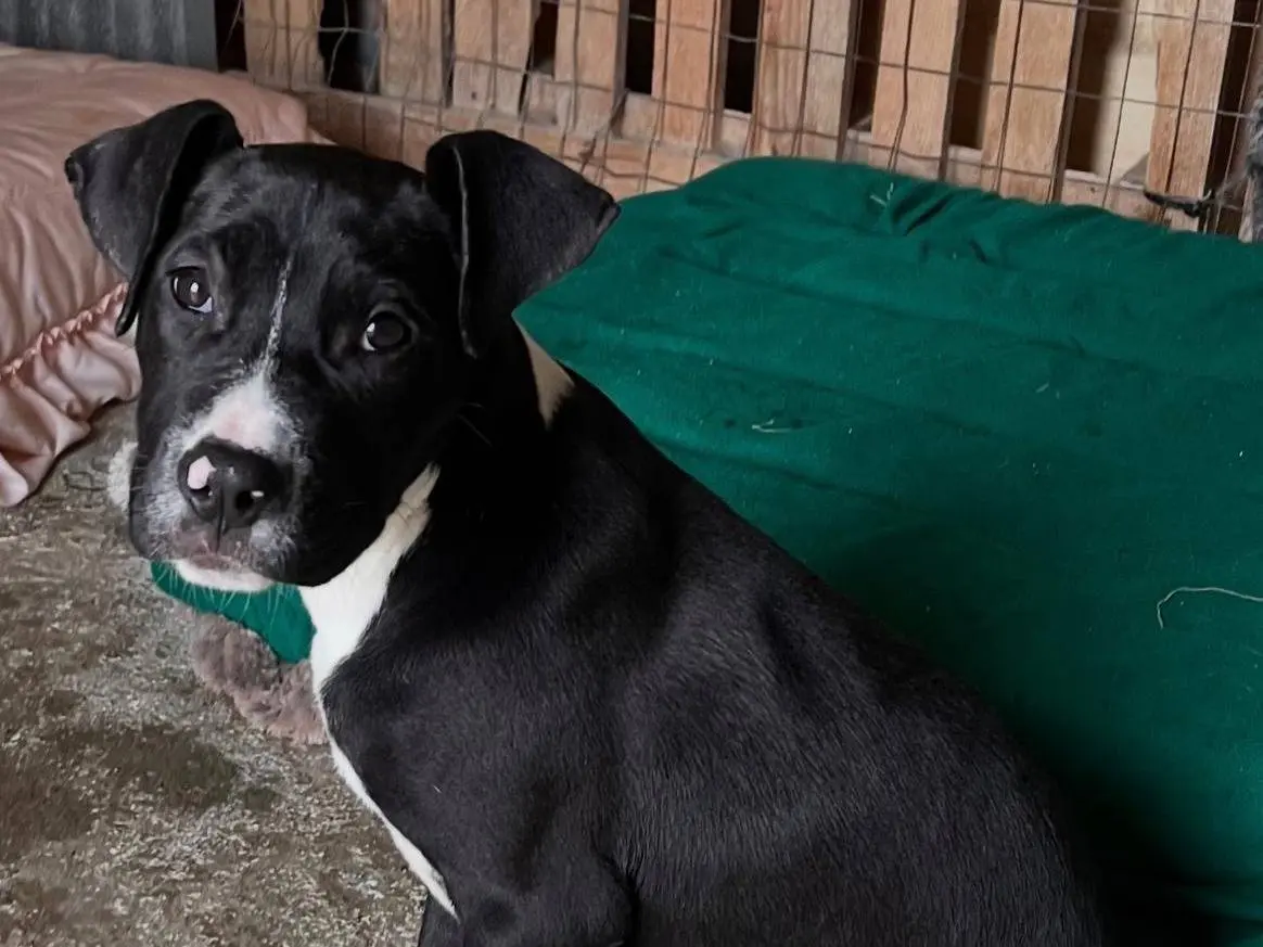 Adotta un cane, femmina, 11 mesi, Siracusa