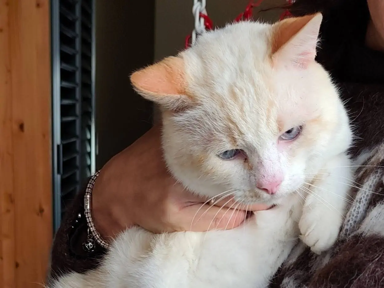 Adotta un gatto, taglia non valida, maschio, Bari