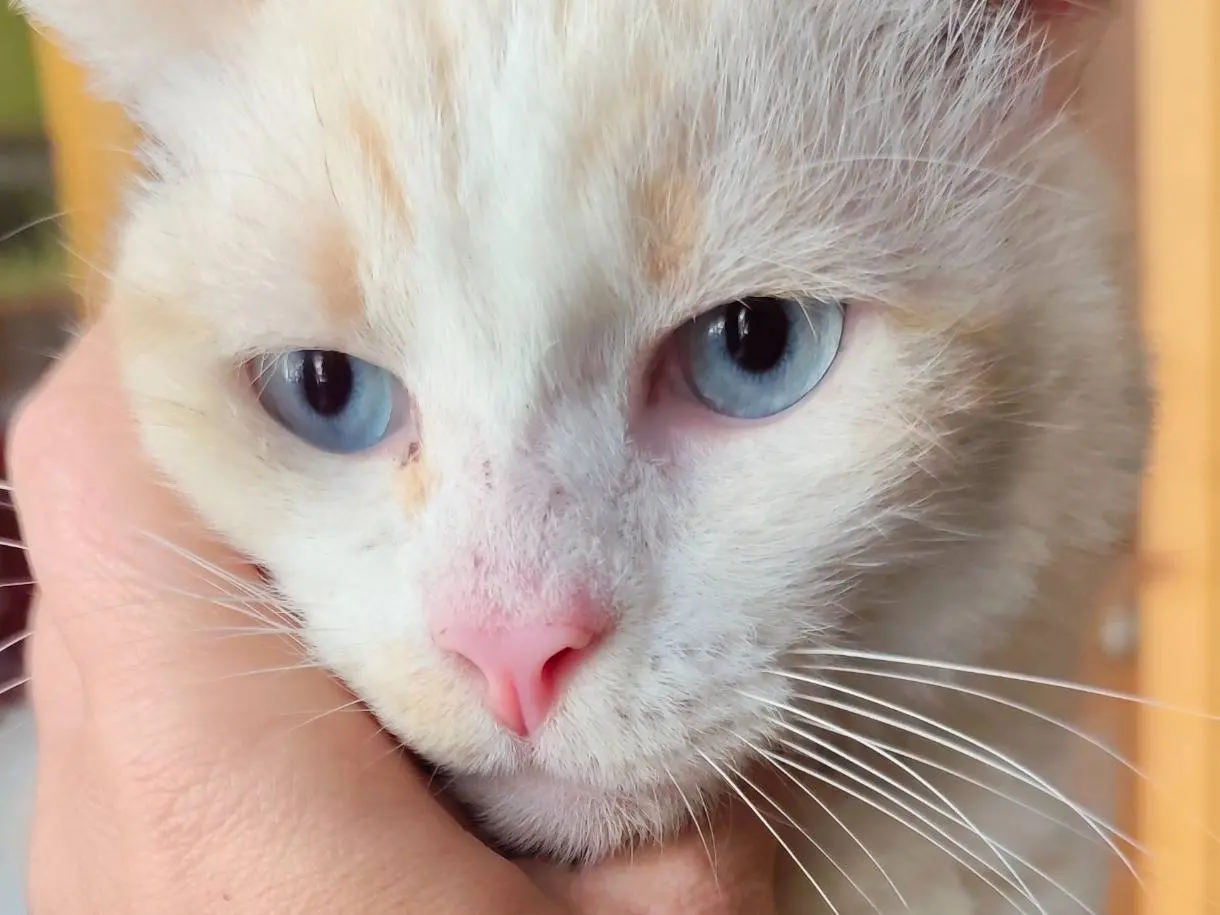 Vuoi adottare un gatto a Bari?