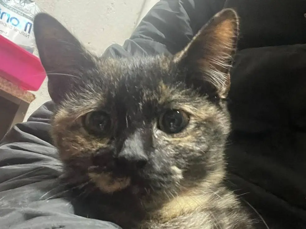 Vuoi adottare un gatto a Brescia?