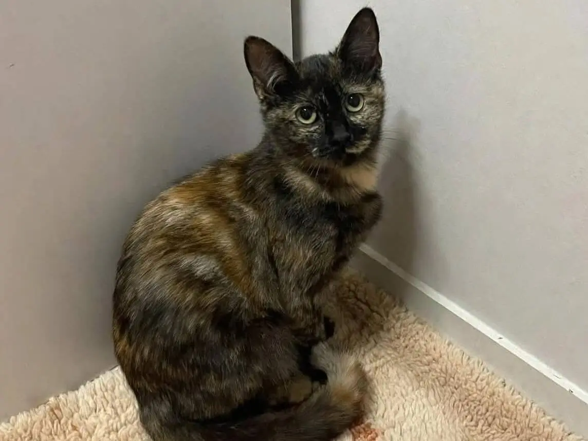 Adotta un gatto, femmina, 5 mesi, Brescia