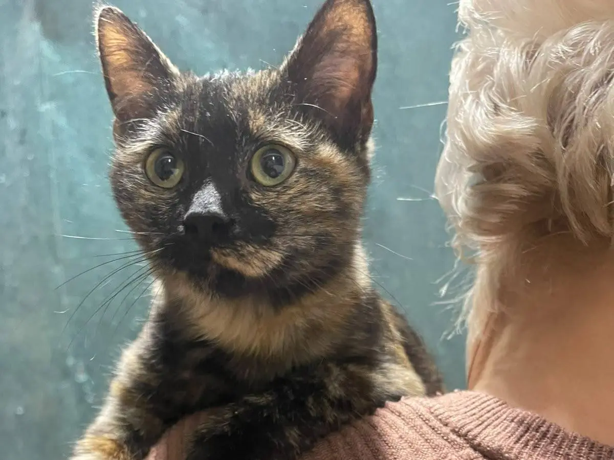Adozione gatto, femmina, Razza sconosciuta Razza sconosciuta, 5 mesi, taglia non valida, Brescia