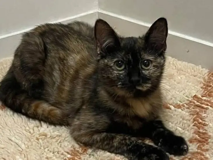Adotta un gatto, taglia non valida, femmina, Brescia